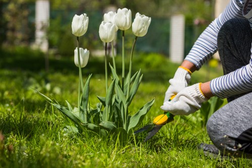 Professionally trimmed hedges in a Hackbridge garden