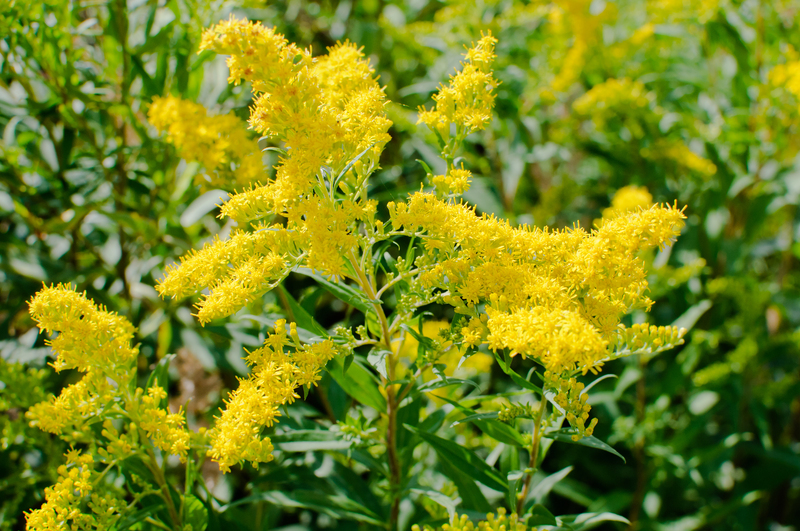 Find Out Which Tall-Potted Plants Will Transform Your Yard Into a Private Oasis