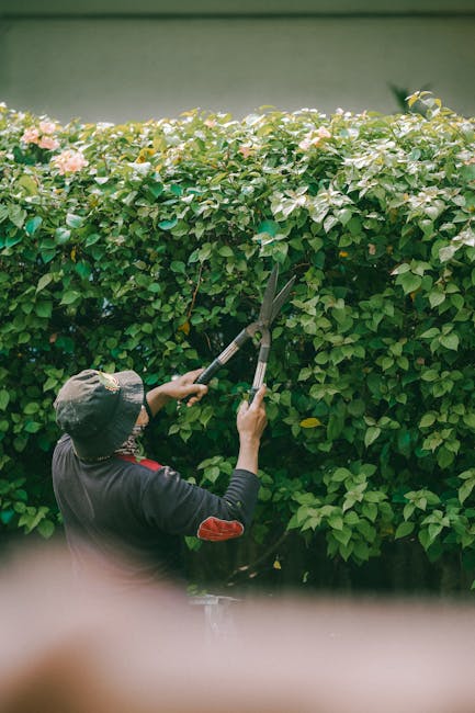 A gardener wearing a wide-brimmed hat and dark clothing is trimming dense green hedges with long-handled pruning shears, focusing on shaping the rounded foliage. The garden features a lush hedge compo