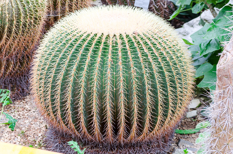 lawn care irrigation system